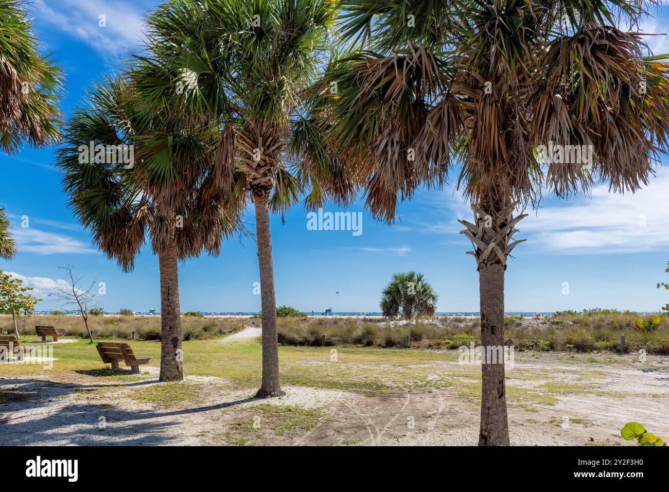 Palmen und eine Bank zum Entspannen an einem tropischen Strand in Siesta Key Beach, Sarasota, Florida. Stockfoto Palmen und eine Bank zum Entspannen an einem tropischen Strand in Siesta Key Beach, Sarasota, Florida. Stockfoto
