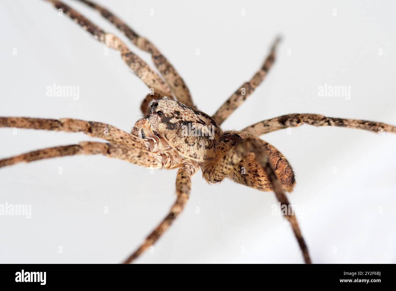 Nosferatu-Spinne, Körper auf hellem Hintergrund, Nahaufnahme mit Zeichnung auf der Rückseite, Detail Stockfoto