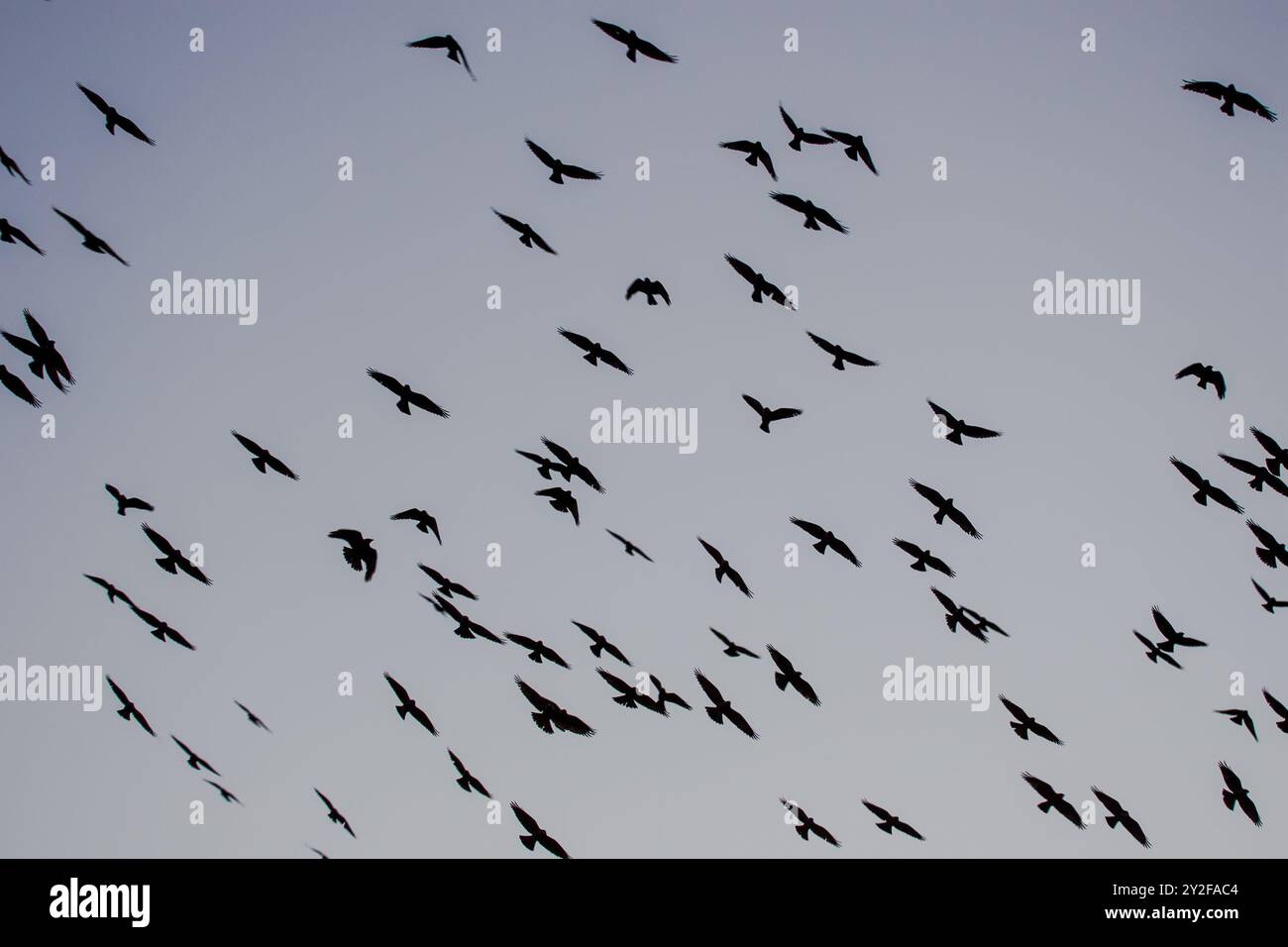 Eine große Herde westlicher Jackdaw (Coloeus monedula), die für die Nachtwohnung einschlägt, nimmt im Herbst zu und Vögel versammeln sich in der Abenddämmerung Stockfoto