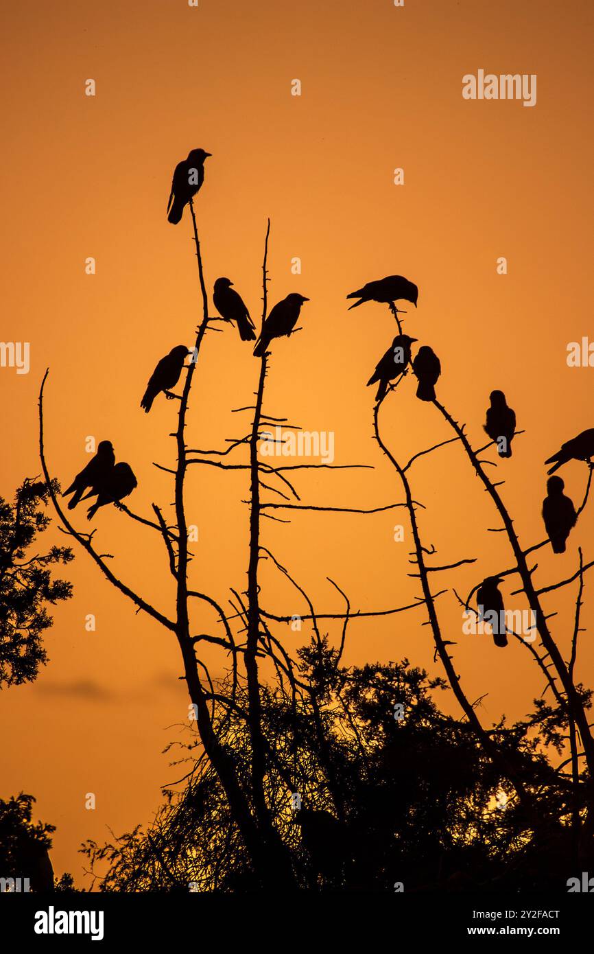 Eine große Herde westlicher Jackdaw (Coloeus monedula), die für die Nachtwohnung einschlägt, nimmt im Herbst zu und Vögel versammeln sich in der Abenddämmerung Stockfoto