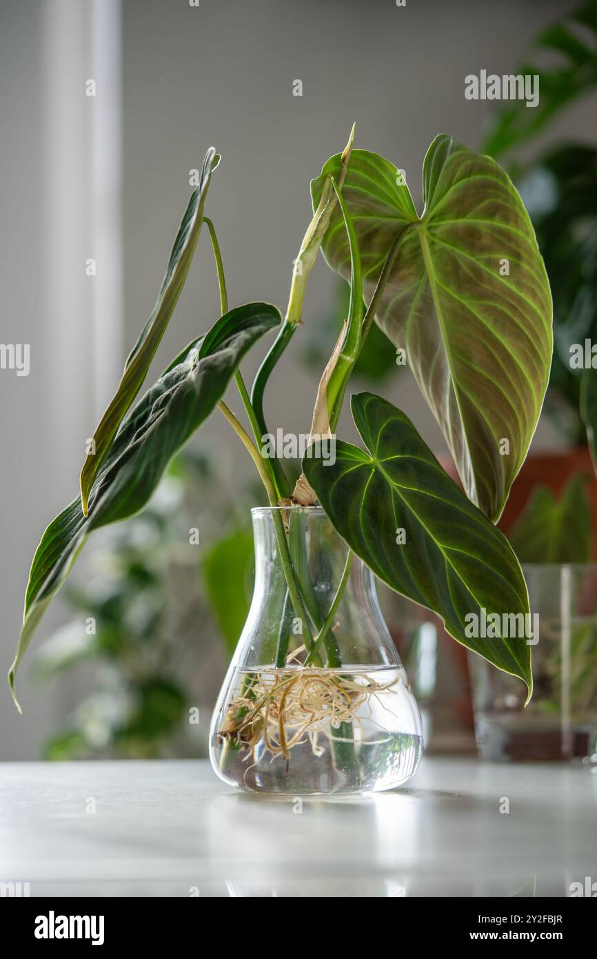 Philodendron Pflanzen im Glas; Hydrokultur Stockfotografie - Alamy