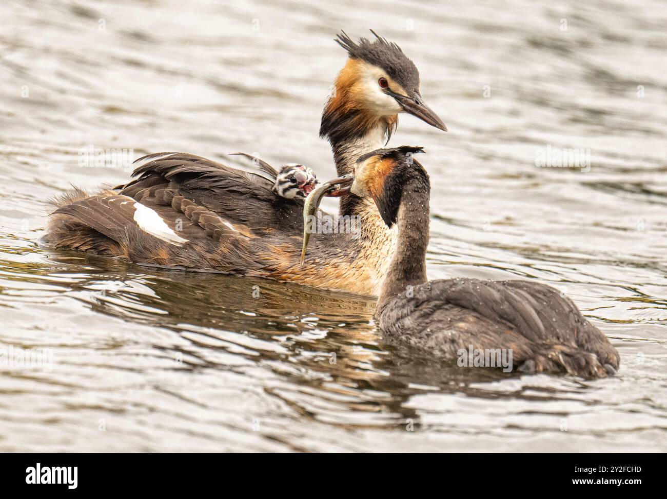 Eine Familie von Großkäppchen ist ein Mitglied des Grebes, Eine Familie von Großkäppchen, ein Küken auf dem Rücken der Weibchen und Vater füttert dem Küken einen Fisch Stockfoto