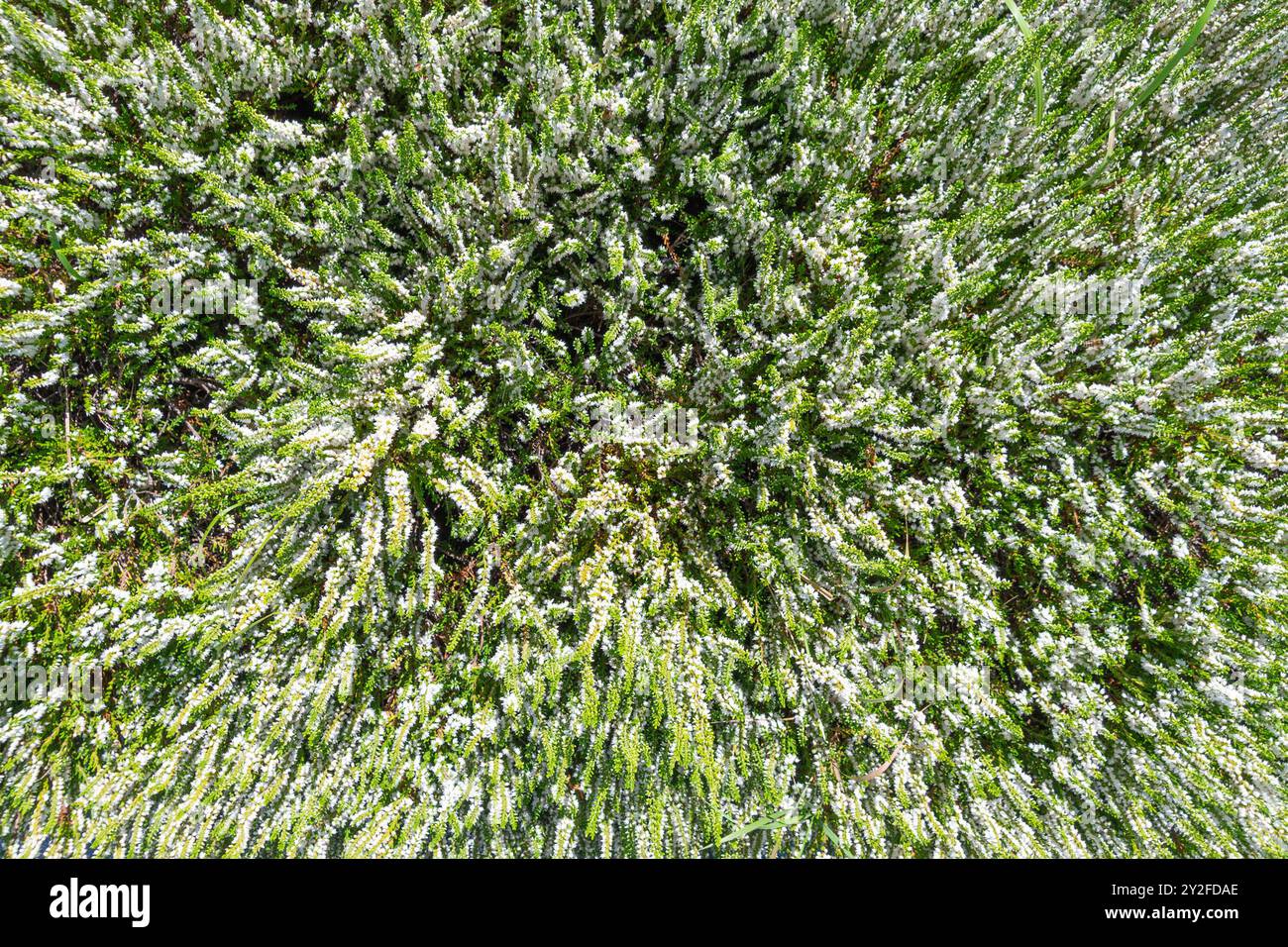 Schöne weiße Blumen Calluna vulgaris. Gewöhnliches Heidekraut, Leng, Heidekraut. Blumenhintergrund. Stockfoto