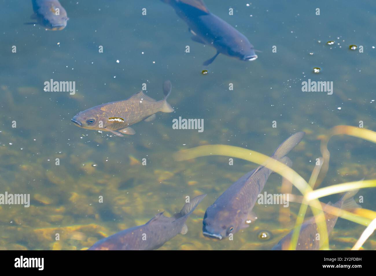 Der eurasische Karpfen schwimmt in einem Teich. Europäischer Karpfen (Cyprinus carpio). Der Karpfen. Süßwasserfische. Stockfoto