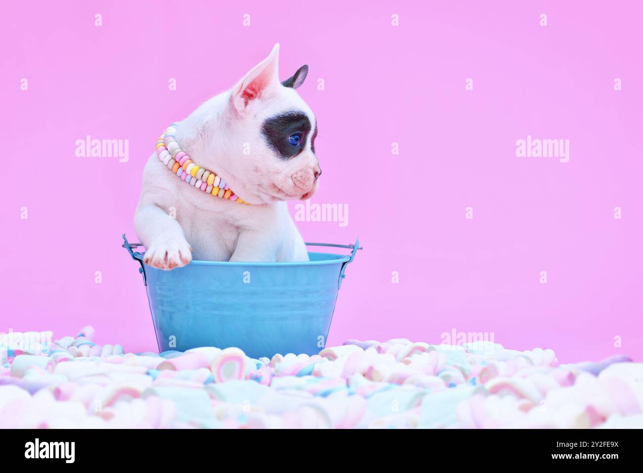 Junger französischer Bulldog-Hund Welpe im Eimer zwischen Marshmallow-Süßigkeiten auf rosa Hintergrund Stockfoto