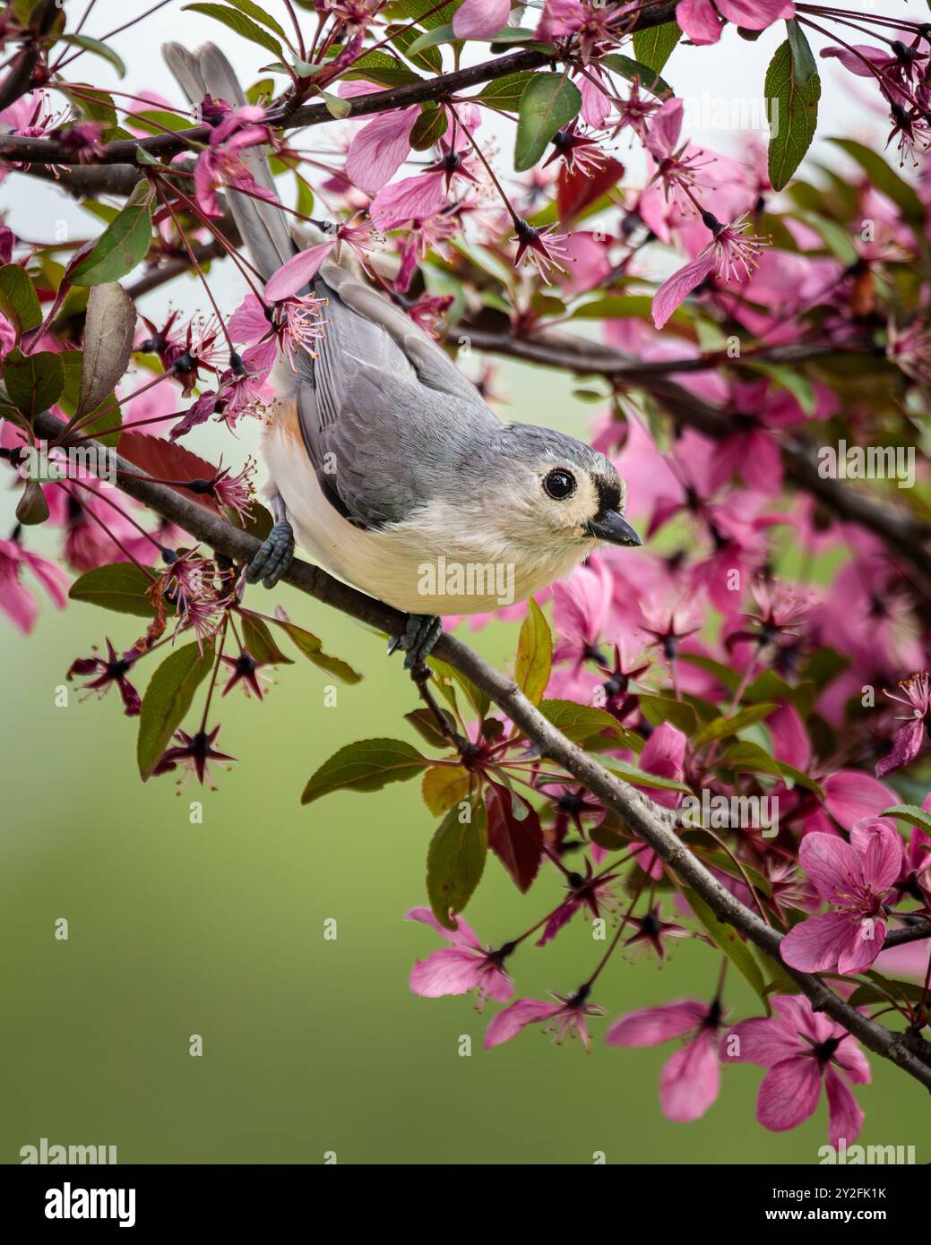 Eine süße kleine getuftete Titmaus posiert an einem Frühlingstag im blühenden Crabapple Tree. Stockfoto