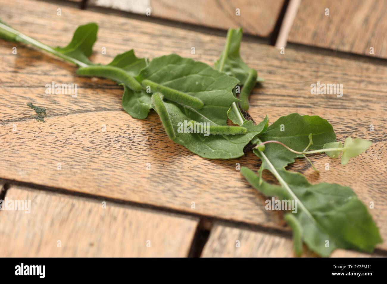 Blattgrüne Raupen, die sich von Rucola (Raketenblättern) ernähren Stockfoto