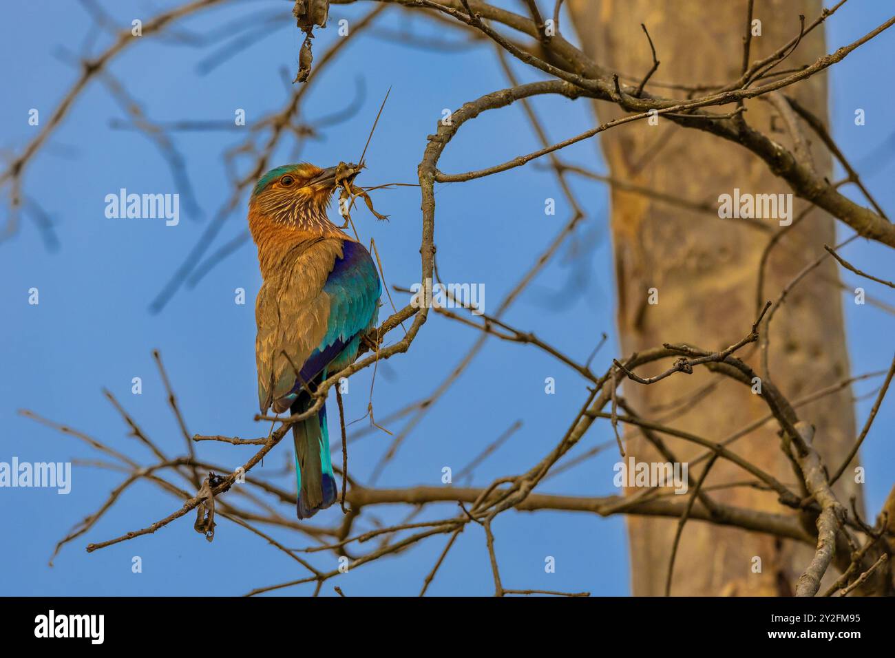 Indian Roller isst einen Frosch auf einem Baumzweig in einem Wald in indien Stockfoto