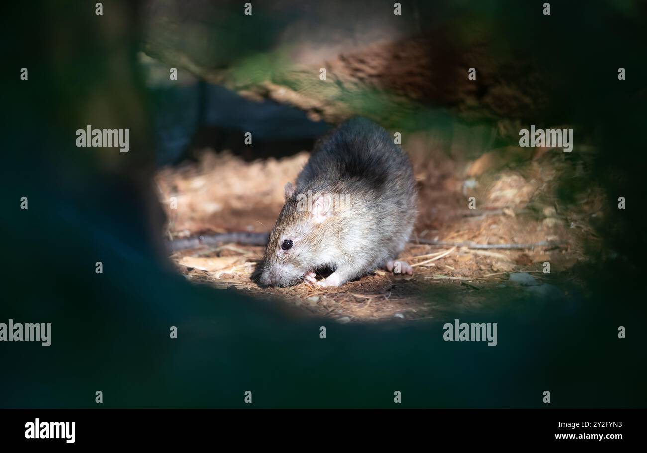 Braune Ratte auf der Suche nach Nahrung auf Waldboden, Großbritannien. Stockfoto