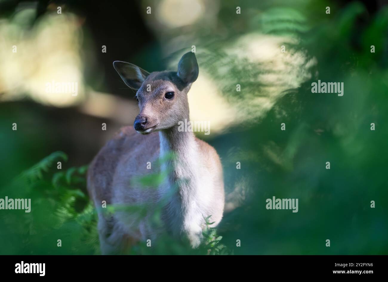 Porträt einer neugierigen sika-Hirschfrau, die im Wald steht, Großbritannien. Stockfoto
