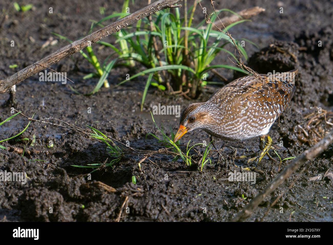 Gefleckte Crake (Porzana porzana / Ortygometra porzana) Jungtiere, die im Sommer in Sumpfgebieten auf Nahrungssuche sind Stockfoto