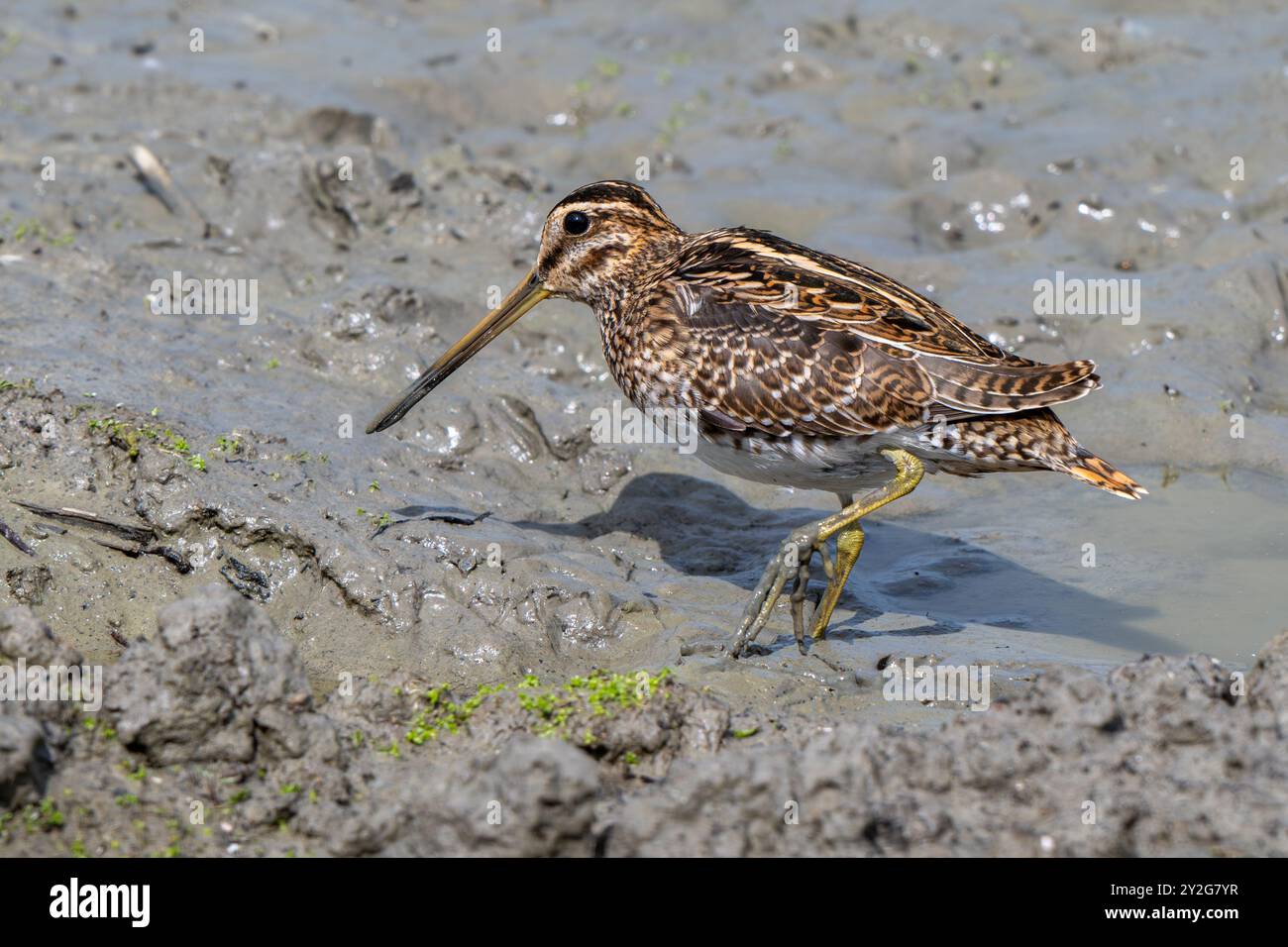 Gewöhnliche Schnepfe (Gallinago gallinago), die im Sommer im seichten Wasser durch Erproben von weichem Schlamm auf dem Schlammboden entlang der Nordseeküste auf Nahrungssuche geht Stockfoto