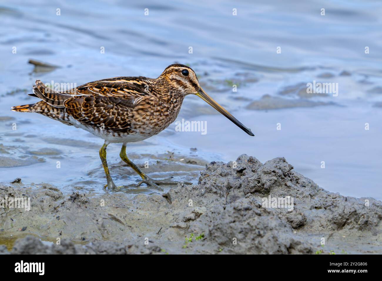 Gewöhnliche Schnepfe (Gallinago gallinago), die im Sommer im seichten Wasser durch Erproben von weichem Schlamm auf dem Schlammboden entlang der Nordseeküste auf Nahrungssuche geht Stockfoto