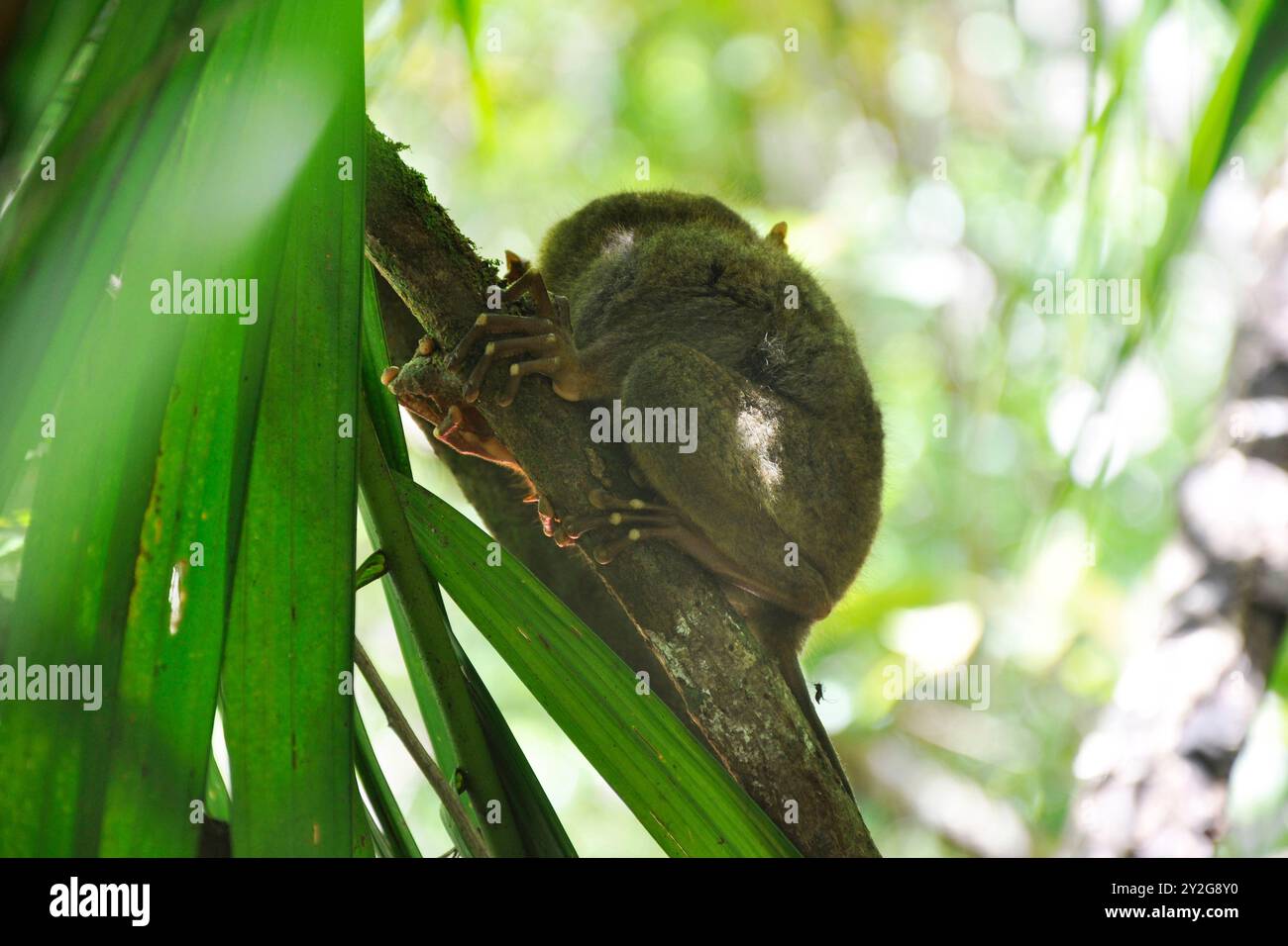 Philippinen. Bohol Panglao. Tarsier fraterculus Stockfoto