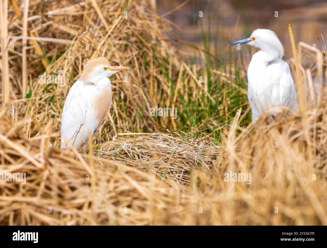 Ein Rinderreiher, der Anfang des Frühlings in Colorado in einem Lebensraum von getrockneten Welpen stand. Ein schneebedeckter Egret ist im Hintergrund leicht sichtbar. Stockfoto