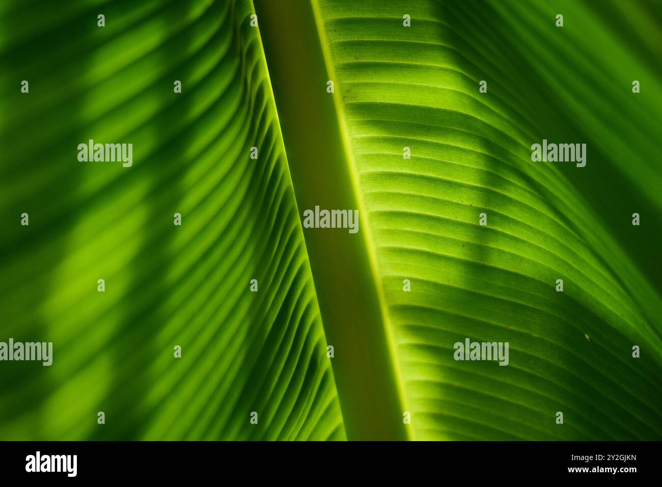 Detail eines frischen grünen Bananenblattes, das von der Sonne beleuchtet wird Stockfoto