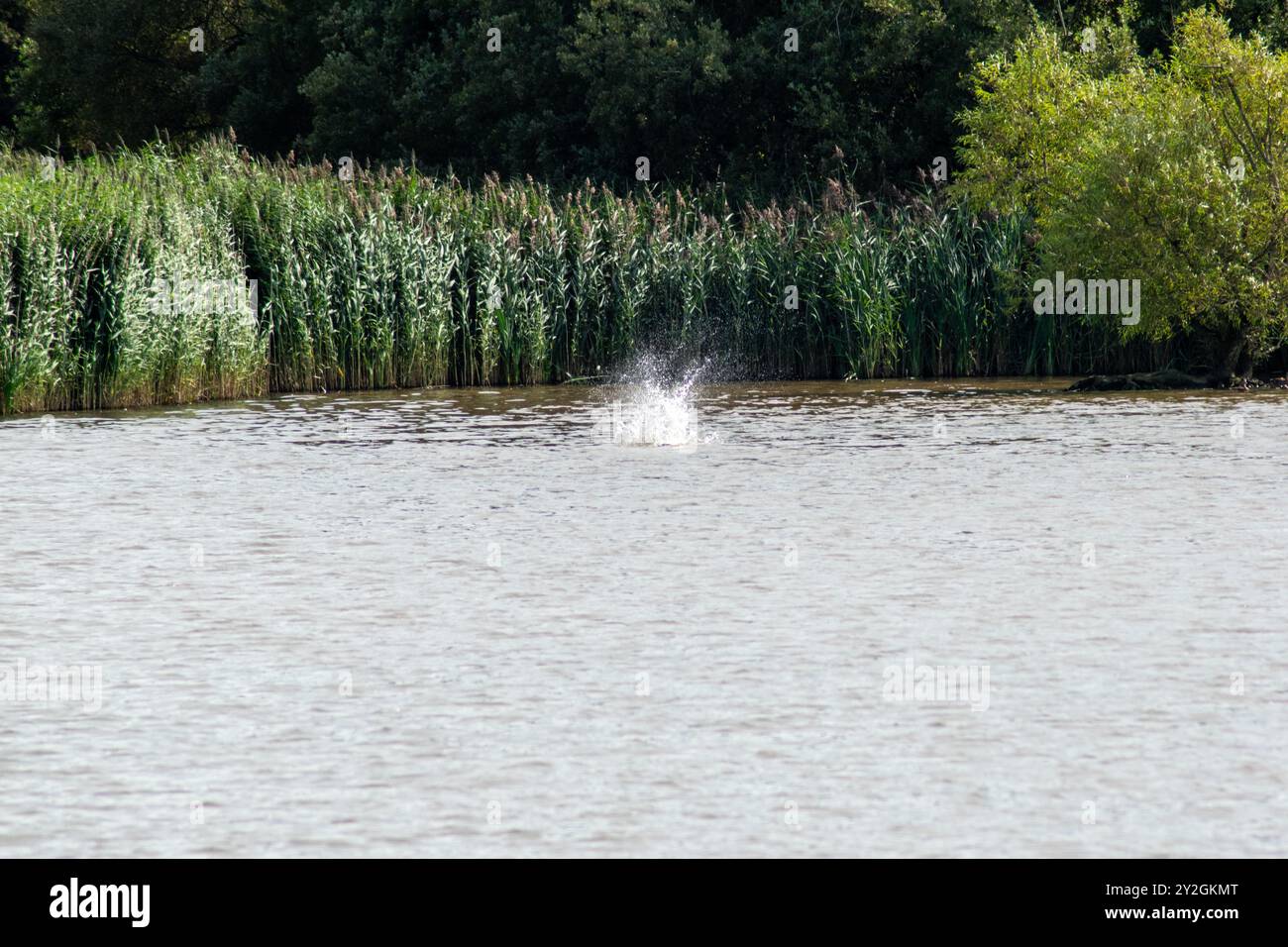 Gebetsvogel ins Wasser nach einem Fisch Stockfoto