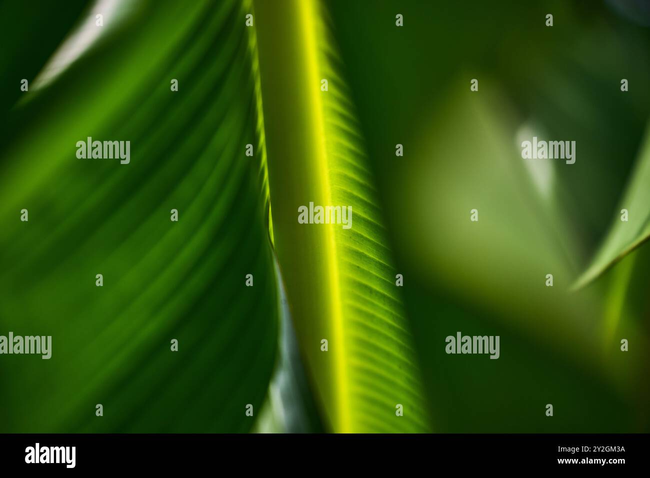 Detail eines frischen grünen Bananenblattes, das von der Sonne beleuchtet wird Stockfoto