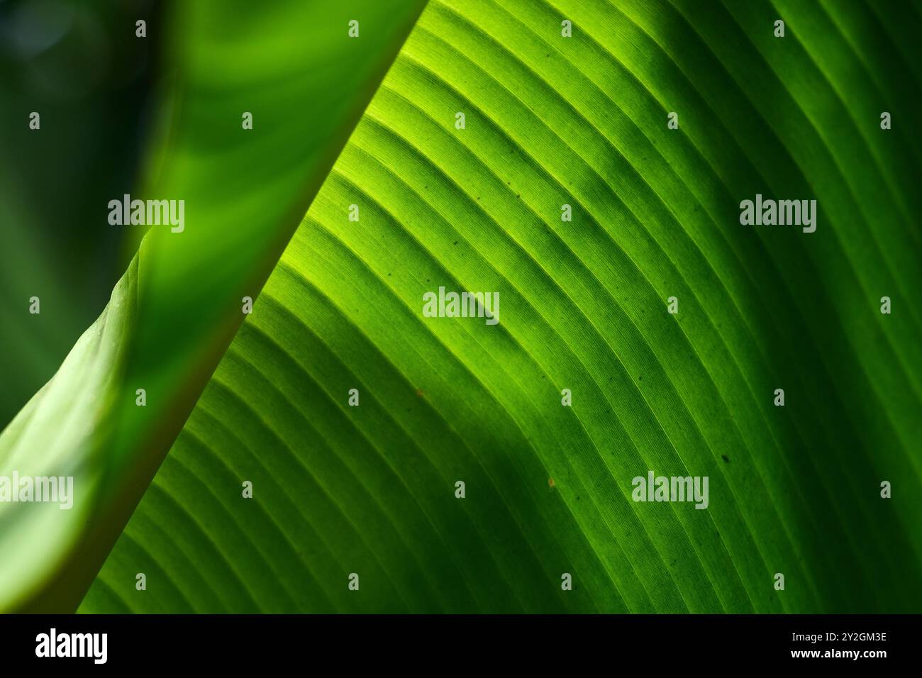 Detail eines frischen grünen Bananenblattes, das von der Sonne beleuchtet wird Stockfoto