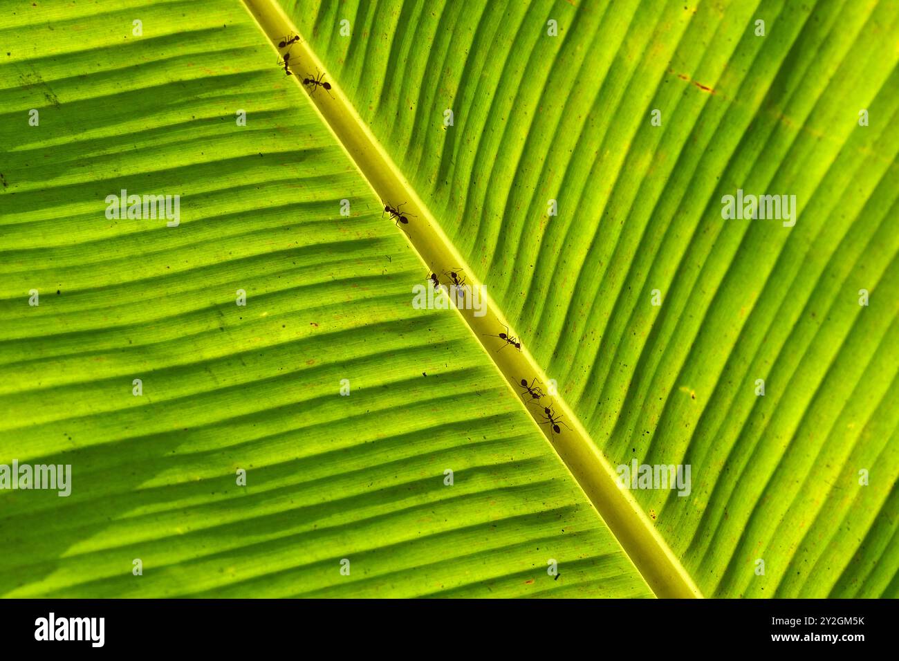 Ameisen auf einem hinterleuchteten Bananenblatt im mekong-Delta Stockfoto