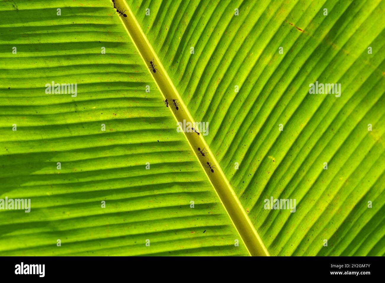 Ameisen auf einem hinterleuchteten Bananenblatt im mekong-Delta Stockfoto