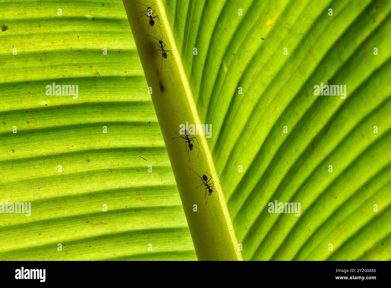 Ameisen auf einem hinterleuchteten Bananenblatt im mekong-Delta Stockfoto