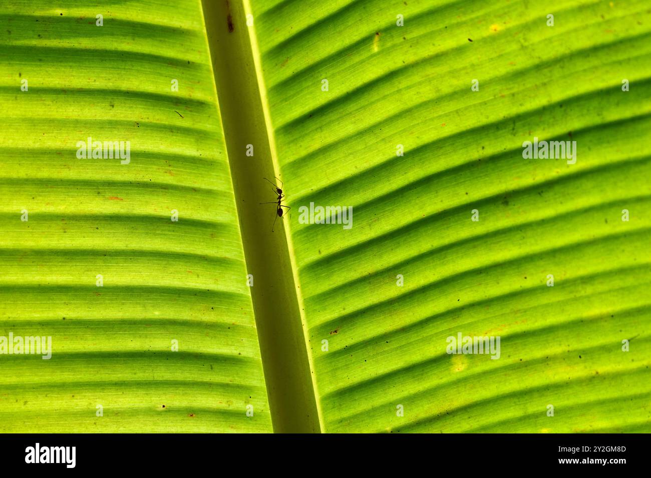 Ameisen auf einem hinterleuchteten Bananenblatt im mekong-Delta Stockfoto