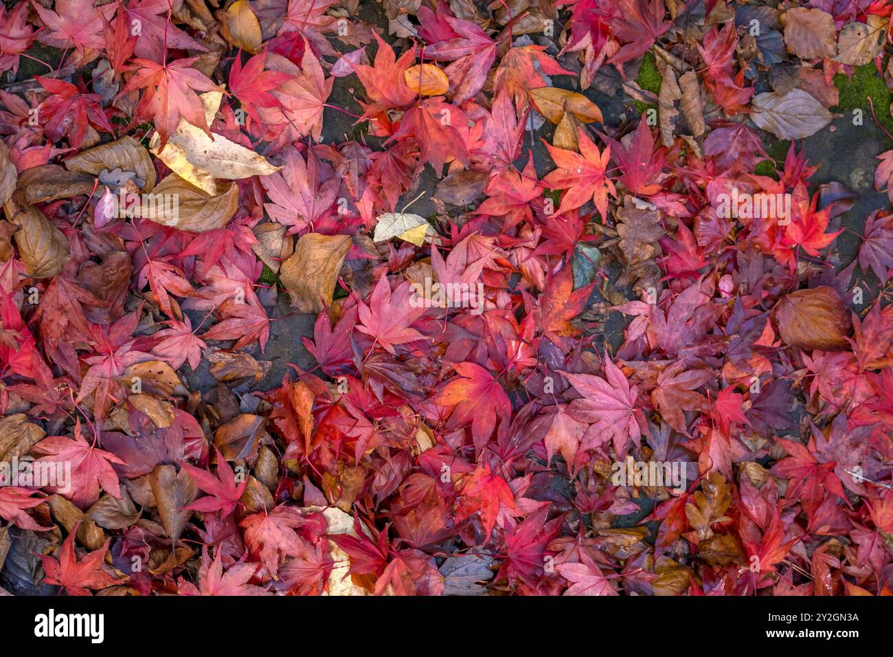 Wunderschön Erkunden Sie den Herbstgarten im Belleisle Conservatory, Ayrshire, Schottland Stockfoto