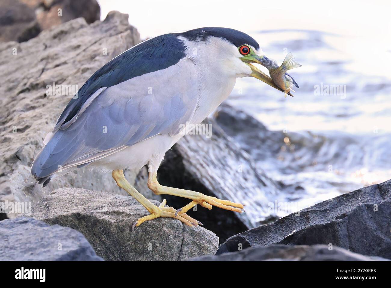 Schwarzgekrönter Nachtreiher sitzt auf dem Felsen mit seinem Fischmehl Stockfoto