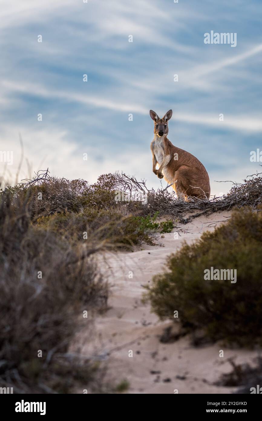 Der Sonnenaufgang auf einem weißen Sandweg führt zu einem silverförmigen und hinterleuchteten westlichen Wallaroo oder Euro auf einer Sanddünen-Linie auf der Exmouth-Halbinsel in W.A. Stockfoto