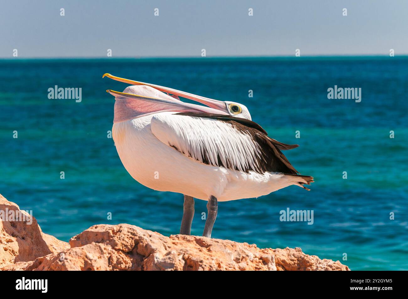 Ein australischer Pelikan steht an der Felsmauer in der Coral Bay in Western Australia und dehnt seine Geldbeutel aus und übt seine lange Geldbörse aus. Stockfoto