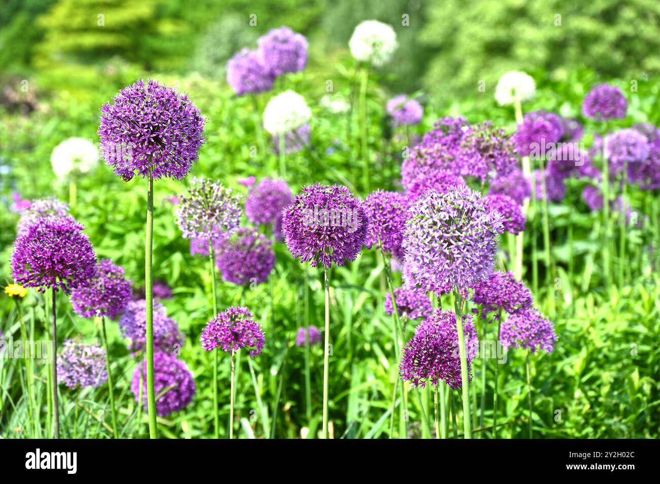 Im späten Frühjahr werden gemischte violette und weiße allium-Blüten in einem britischen Garten im Mai gezeigt Stockfoto