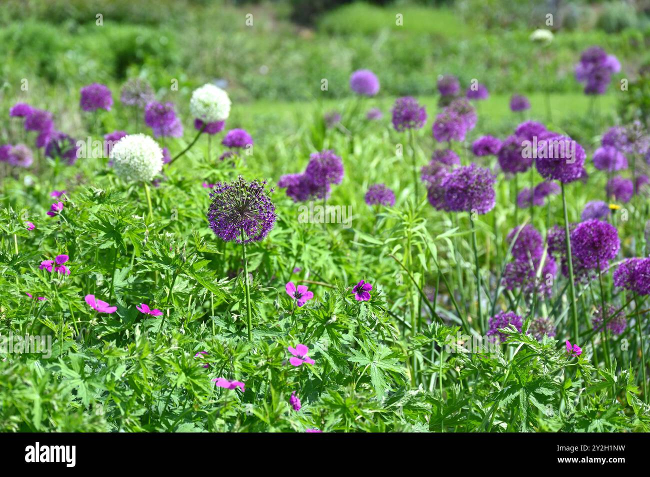 Im späten Frühjahr werden gemischte violette und weiße allium-Blüten in einem britischen Garten im Mai gezeigt Stockfoto