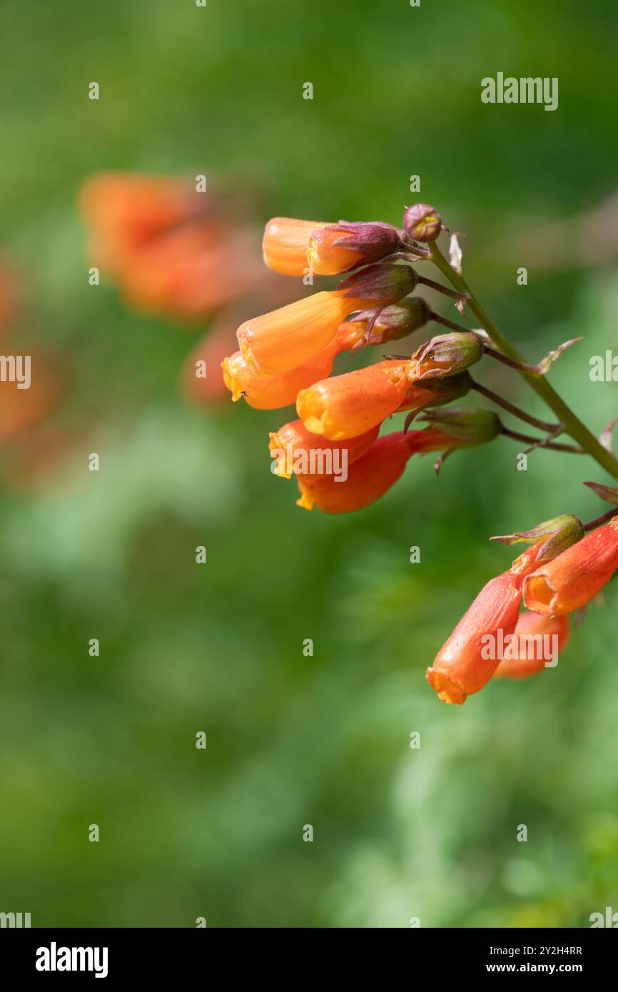 Nahaufnahme chilenischer Blüten (eccremocarpus scaber) in der Blüte Stockfoto