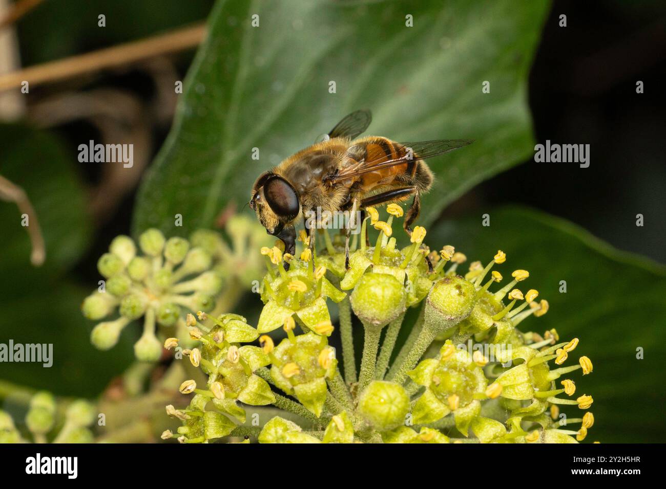 Hoverfly, Eristalis tenax, Großbritannien Stockfoto