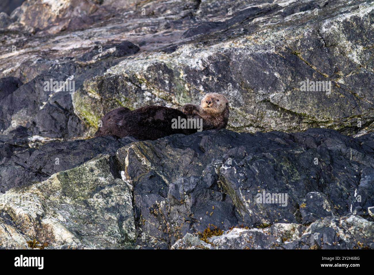 Eine seltene Sichtung eines erwachsenen weiblichen Seeotters (Enhydra lutris kenyoni), der an Land im Inian Pass im Südosten Alaskas, USA, Pazifik gezogen wurde. Stockfoto