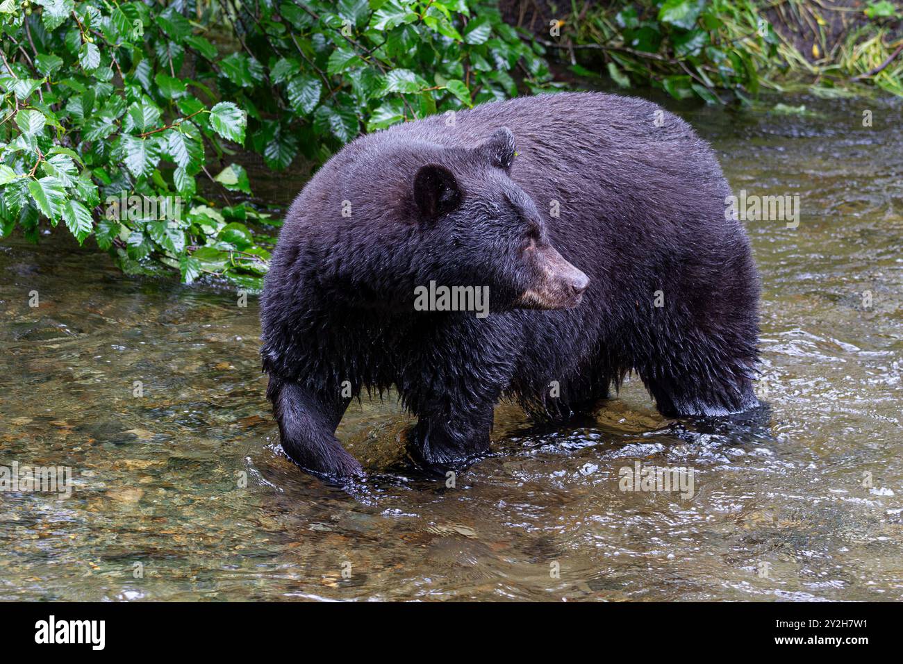 Ausgewachsener amerikanischer Schwarzbär (Ursus americanus) in der Nähe des Mendenhall-Gletschers, Südost-Alaska, USA. Stockfoto