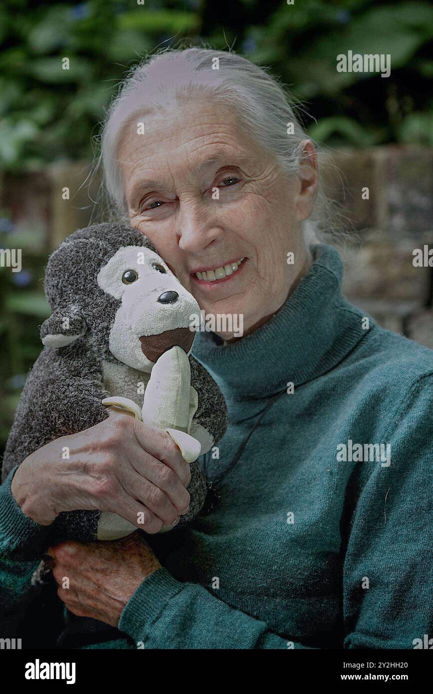 Jane Goodall britische Biologin und Primatenforscherin mit Mr. H. ihrem Spielzeug Monkey. Dame Jane Morris Goodall DBE ist eine englische Zoologin, Primatologin und Anthropologin. Jane Goodall gilt als die weltweit führende Schimpansenexpertin. Goodall ging 1960 zum Gombe Stream Nationalpark in Tansania, um Schimpansen zu beobachten. Fotografiert in London, Großbritannien. Bild: Garyroberts/worldwidefeatures.com Stockfoto