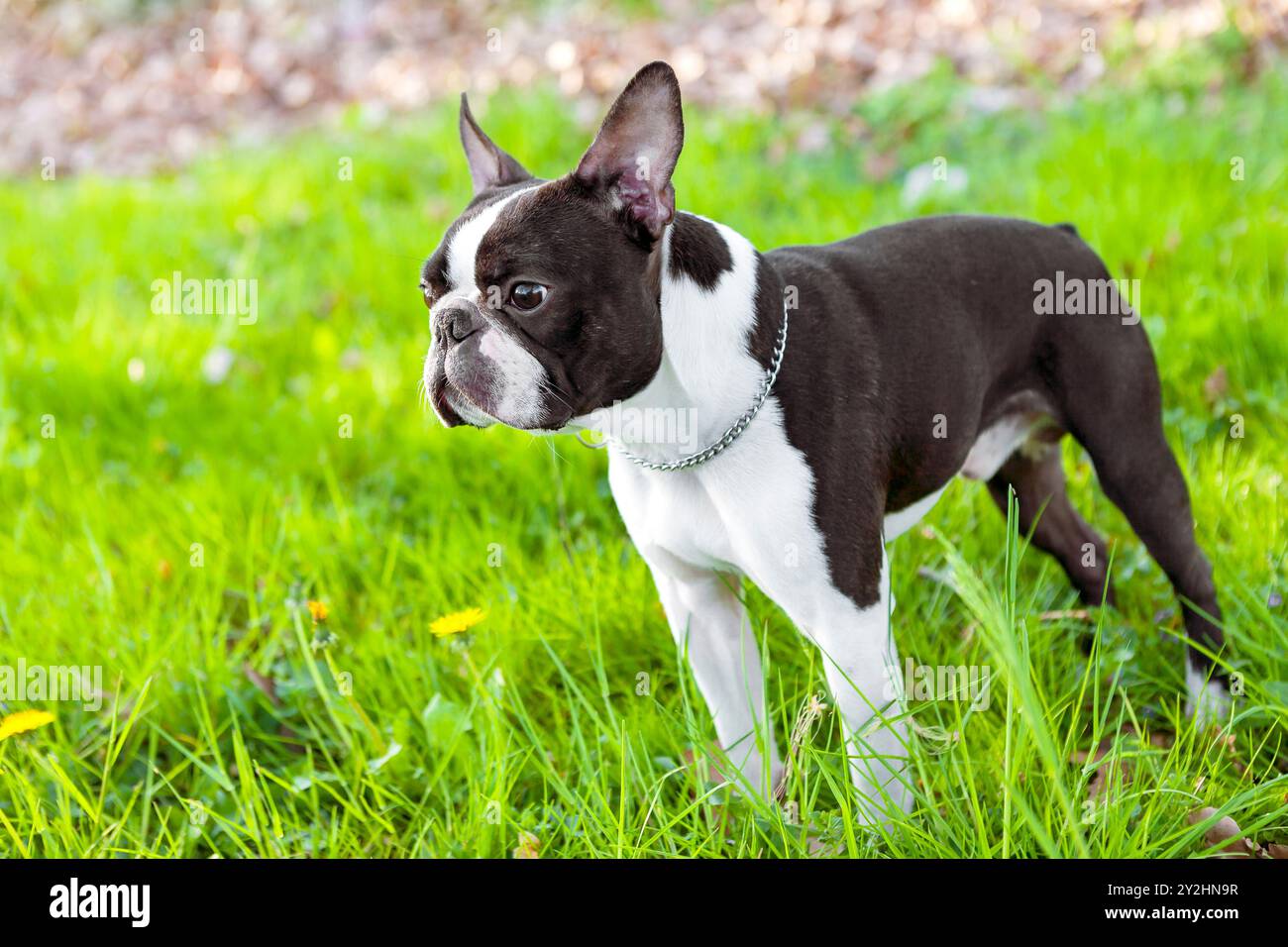 Kopfporträt eines reinrassigen Boston Terrier Hundes im grünen Park. Bostoner Terrierhund, männlich draußen. 2 Jahre alter schwarzer und weißer Hund draußen. Stockfoto