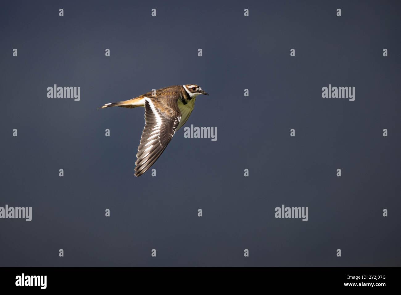 Ein Killdeer, der gegen ferne Hügel im Schatten fliegt. South Park Wildlife Habitat Management Area, Wyoming Stockfoto