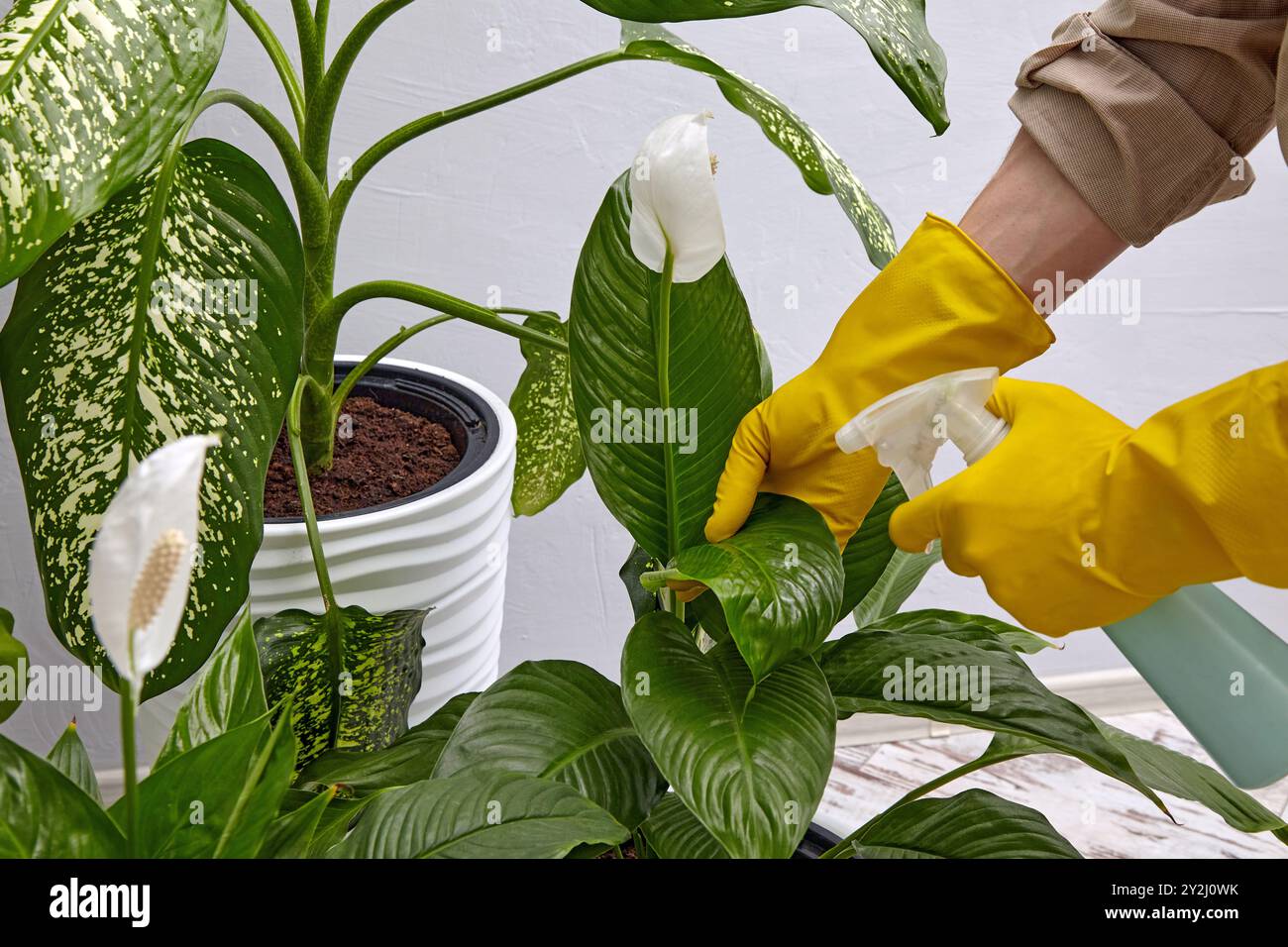 Behandlung von Zimmerpflanzen mit Insektizid. Hände in gelben Gummihandschuhen befeuchten Blätter mit einer Sprühflasche. Stockfoto