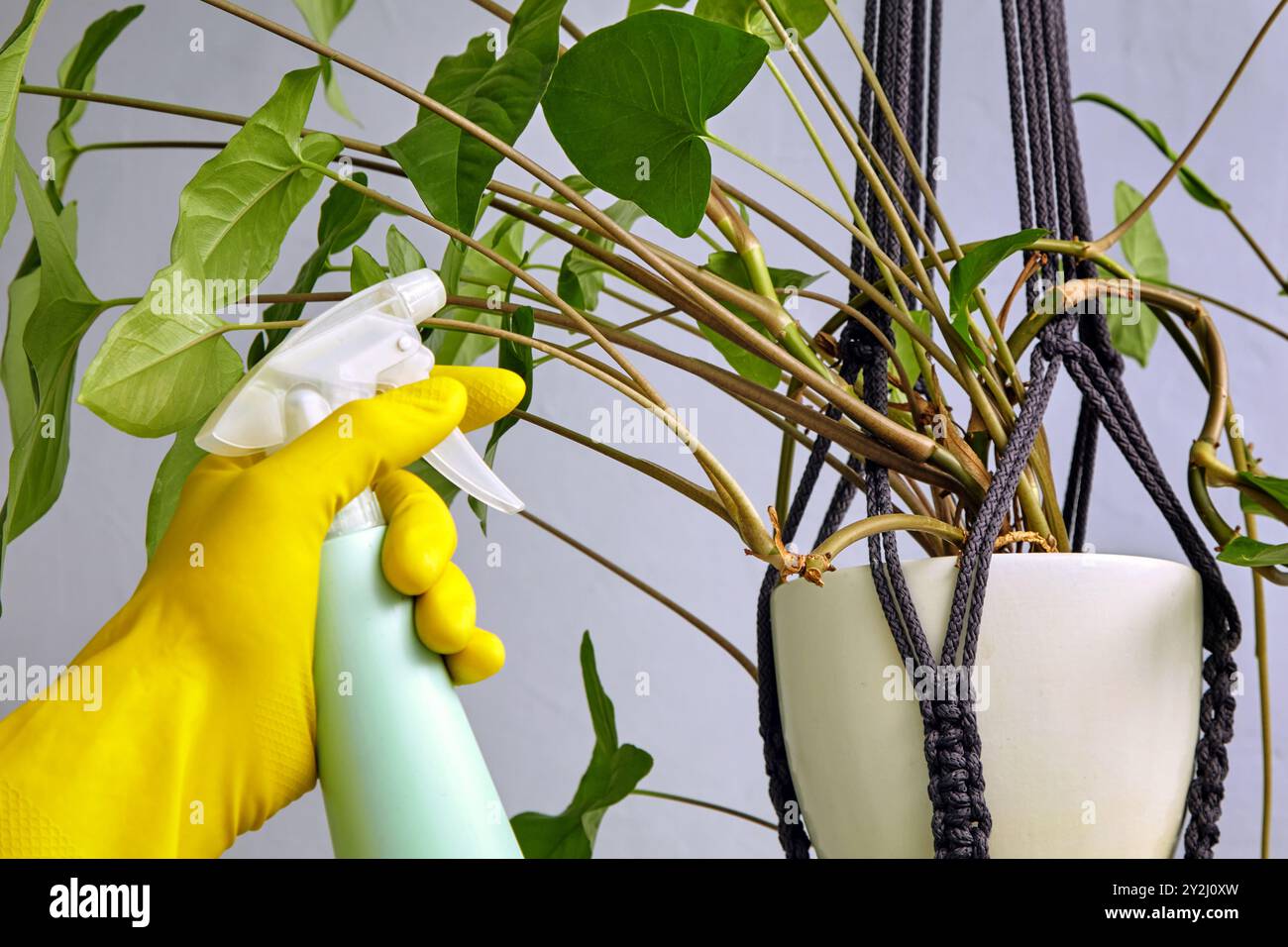 Behandlung von Zimmerpflanzen mit Insektizid. Hände in gelben Gummihandschuhen befeuchten Blätter mit einer Sprühflasche. Stockfoto