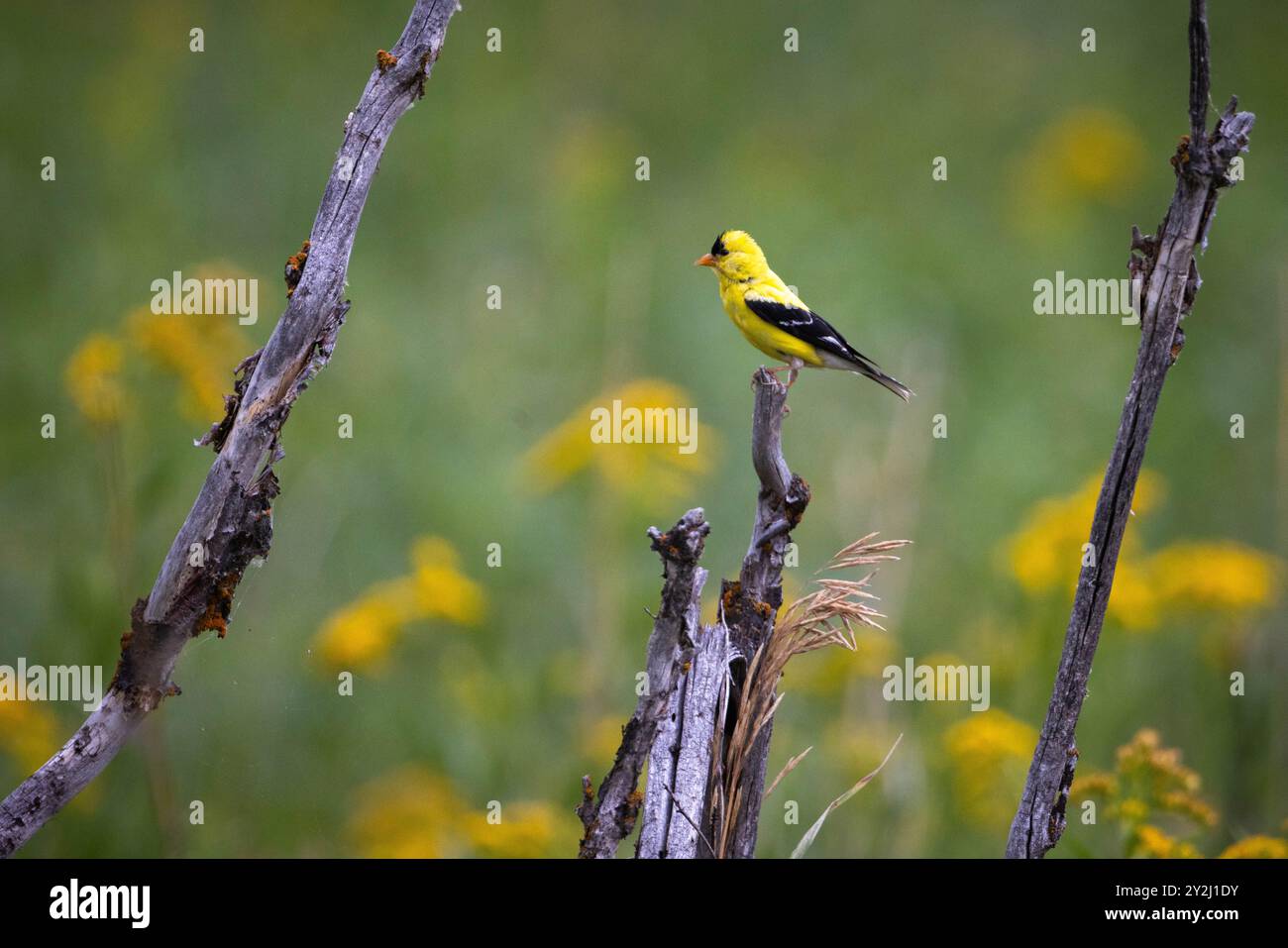 Ein amerikanischer Goldfinch, der von einem Barsch auf einem Baumstamm hinausblickt. South Park Wildlife Habitat Management Area, Wyoming Stockfoto