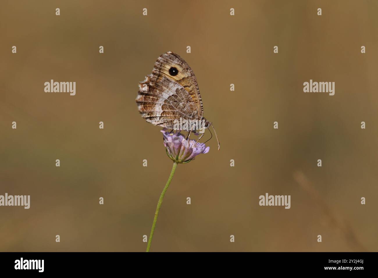 Falscher Äschen-Schmetterling - arethusana arethusa Stockfoto