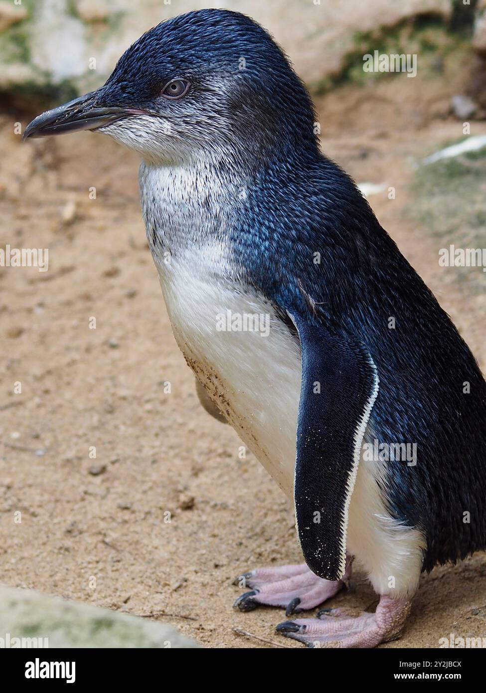 Entzückender australischer kleiner Pinguin in natürlicher Schönheit. Stockfoto
