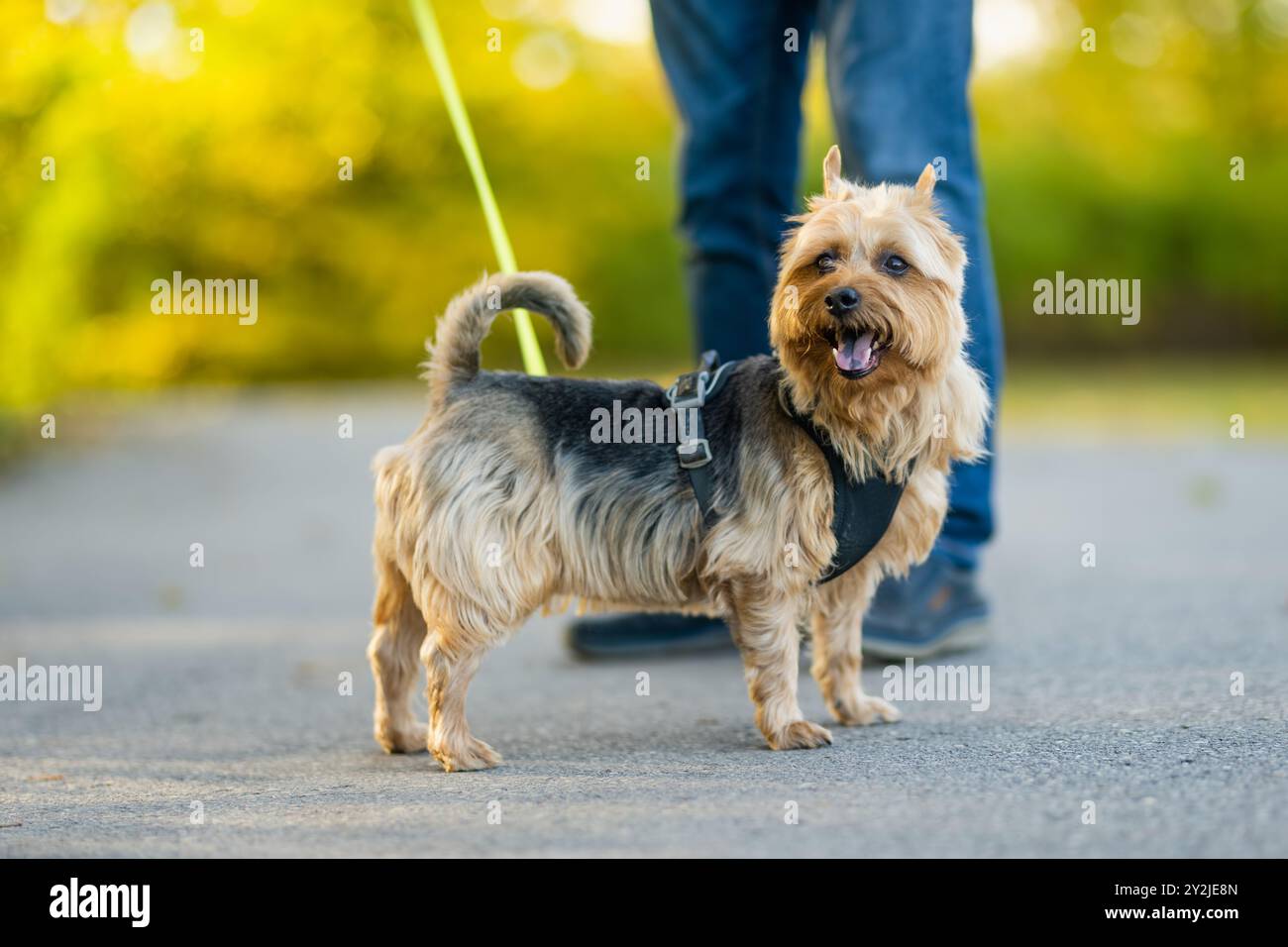 Pedigreed Australian Terrier Dog im Spätherbst Park. Herbstporträt von schwarzem und braunem reinrassigem, typisch australischem Terrier. Stockfoto