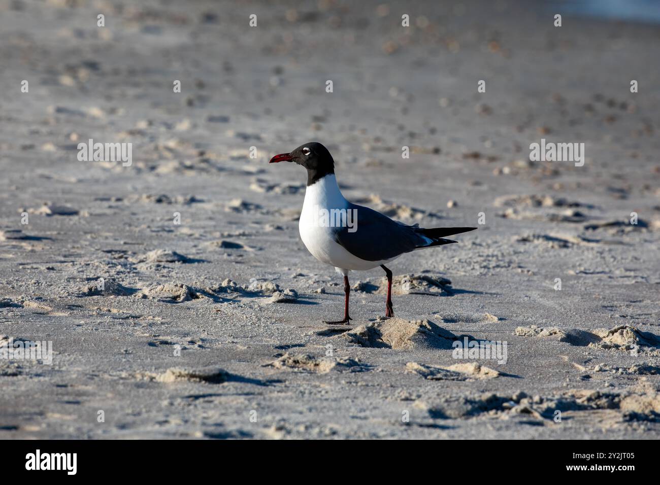 Ein lachender Möwenspaziergang am Strand. Stockfoto