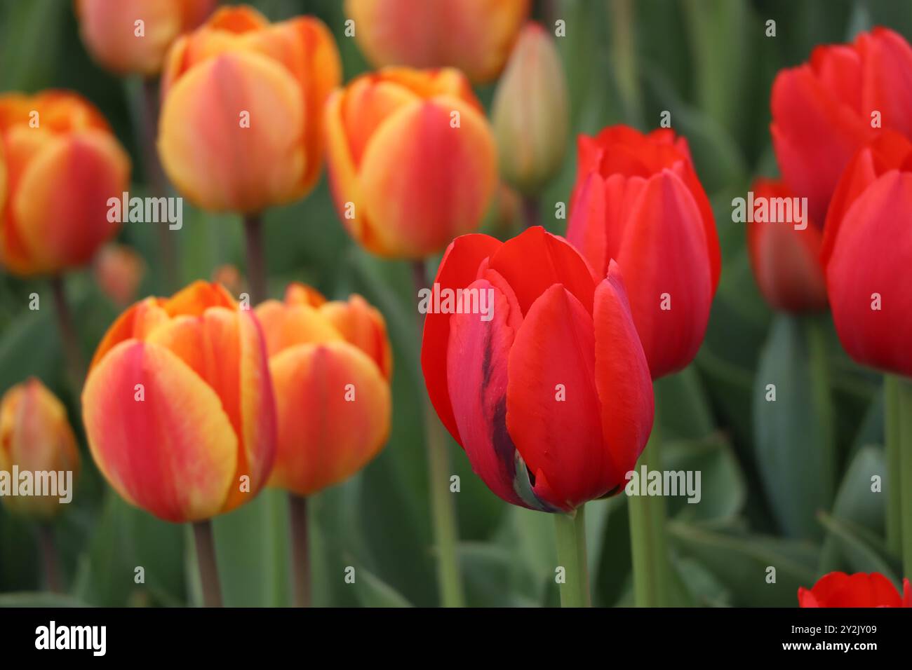 Ein lebendiger Farbteppich, in dem feurige Orangen und tiefe Rottöne vor der grünen Kulisse tanzen. Stockfoto