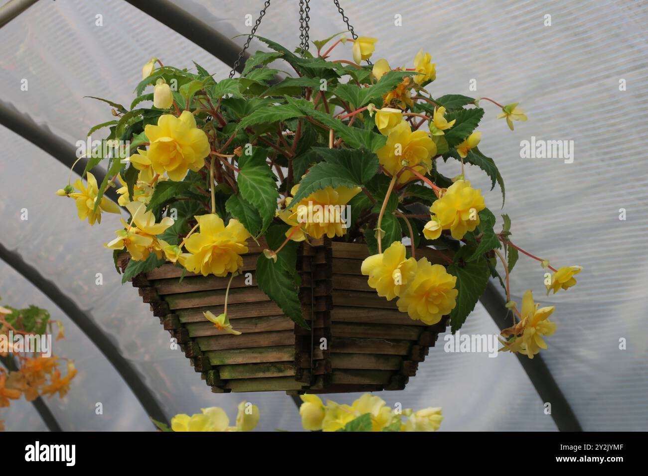Ein hängender Korb aus „Gold Cascade“ Begonien, der mit gelben Blüten strotzt, verleiht jeder Umgebung einen Hauch von Sonnenschein. Stockfoto