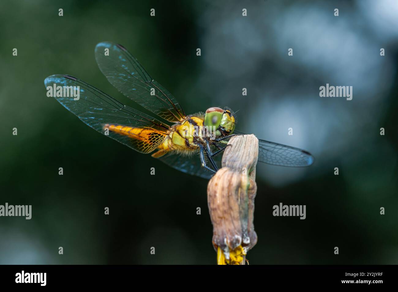 Eine Libelle auf einem Baumzweig und Naturhintergrund, selektiver Fokus, Insektenmakro, buntes Insekt in Thailand. Stockfoto